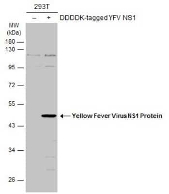 Western Blot: Yellow Fever Virus NS1 Antibody [NBP3-13336] - Non-transfected (-) and transfected (+) 293T whole cell extracts (30 ug) were separated by 10% SDS-PAGE, and the membrane was blotted with Yellow Fever Virus NS1 Protein antibody (NBP3-13336) diluted at 1:5000. The HRP-conjugated anti-rabbit IgG antibody (NBP2-19301) was used to detect the primary antibody.