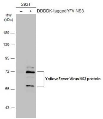 Western Blot: Yellow Fever Virus NS3 Antibody [NBP3-13322] - Non-transfected (-) and transfected (+) 293T whole cell extracts (30 ug) were separated by 7.5% SDS-PAGE, and the membrane was blotted with YFV virus NS3 protein antibody (NBP3-13322) diluted at 1:5000. The HRP-conjugated anti-rabbit IgG antibody (NBP2-19301) was used to detect the primary antibody.