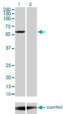 Western Blot: Yes Antibody (2F4) [H00007525-M01] - Analysis of YES1 over-expressed 293 cell line, cotransfected with YES1 Validated Chimera RNAi ( Cat # H00007525-R01V ) (Lane 2) or non-transfected control (Lane 1). Blot probed with YES1 monoclonal antibody (M01) clone 2F4 (Cat # H00007525-M01 ). GAPDH ( 36.1 kDa ) used as specificity and loading control.