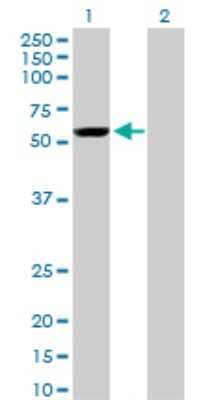 Western Blot: Yes Antibody (2F4) [H00007525-M01] - Analysis of YES1 expression in transfected 293T cell line by YES1 monoclonal antibody (M01), clone 2F4.Lane 1: YES1 transfected lysate(59.84 KDa).Lane 2: Non-transfected lysate.