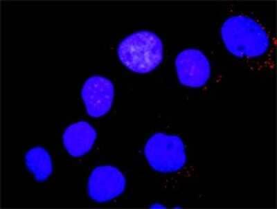 Proximity Ligation Assay: Yes Antibody (3C6) [H00007525-M02] - Analysis of protein-protein interactions between PTK2B and YES1. Huh7 cells were stained with anti-PTK2B rabbit purified polyclonal 1:1200 and anti-YES1 mouse monoclonal antibody 1:50. Each red dot represents the detection of protein-protein interaction complex, and nuclei were counterstained with DAPI (blue).