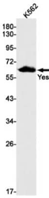 Western Blot: Yes Antibody (S07-8B3) [NBP3-19980] - Western blot detection of Yes in K562 cell lysates using NBP3-19980 (1:1000 diluted). Predicted band size: 61kDa. Observed band size: 61kDa.