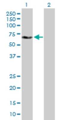 Western Blot: Yes Antibody [H00007525-B01P] - Analysis of YES1 expression in transfected 293T cell line by YES1 polyclonal antibody.  Lane 1: YES1 transfected lysate(59.73 KDa). Lane 2: Non-transfected lysate.