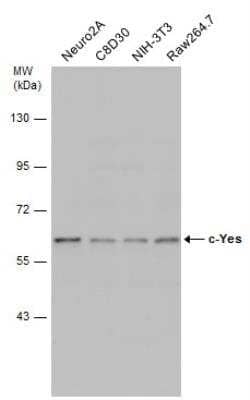 Western Blot: Yes Antibody [NBP1-31297] - Various whole cell extracts (30 ug) were separated by 7.5% SDS-PAGE, and the membrane was blotted with c-Yes antibody diluted at 1:500.