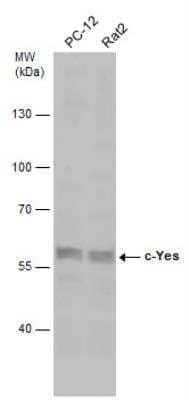 Western Blot Yes Antibody