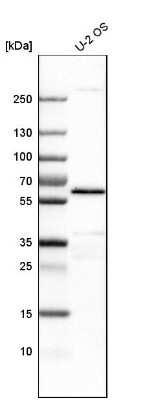 Western Blot: Yes Antibody [NBP1-85369] - Analysis in human cell line U-2 OS.