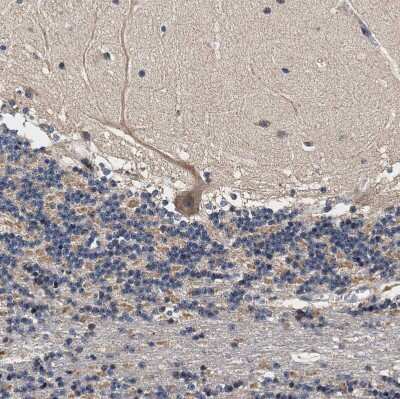 Immunohistochemistry-Paraffin: ZADH2 Antibody [NBP1-82679] - Staining of human cerebellum shows moderate granular cytoplasmic positivity in Purkinje cells.