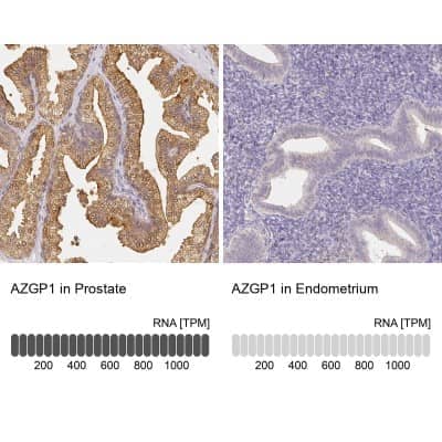 Immunohistochemistry-Paraffin: ZAG Antibody [NBP1-86842] - Staining in human prostate and endometrium tissues using anti-AZGP1 antibody. Corresponding AZGP1 RNA-seq data are presented for the same tissues.