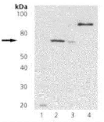 Western Blot: ZAP70 Antibody (11H40) [NBP1-19190] - Analysis of whole cell lysate (20ug (Lane 2 = Jurkat, Lane 3 = Rat Thymus)) and recombinant human Zap-70 (GST-tagged; Lane 4) with anti-Zap-70 mAb used at 1ug/ml.