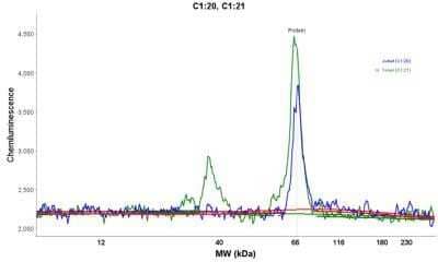 Simple Western: ZAP70 Antibody (2F3.2) - Azide and BSA Free [NBP2-47774] - Electropherogram image of the corresponding Simple Western lane. ZAP70 antibody was used at 10 ug/ml dilution of Jurkat and H. Tonsil lysates(s) respectively.