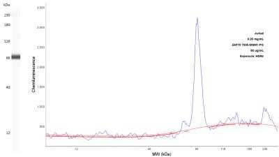 Simple Western: ZAP70 Antibody (2F3.2) - Azide and BSA Free [NBP2-47774] - Lane view shows a specific band for ZAP70 in Jurkat cell lysate using 50 ug/mL antibody dilution. Electropherogram image of corresponding Simple Western lane view at WES molecular weight of 70 kDa. Image from an internal validation.