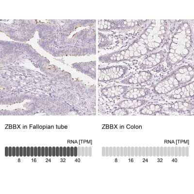 Immunohistochemistry-Paraffin: ZBBX Antibody [NBP1-82092] - Staining in human fallopian tube and colon tissues using anti-ZBBX antibody. Corresponding ZBBX RNA-seq data are presented for the same tissues.
