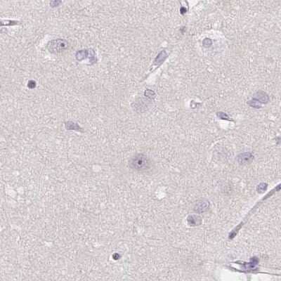 Immunohistochemistry-Paraffin: ZBBX Antibody [NBP1-82092] - Staining of human cerebral cortex.