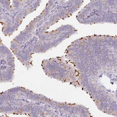 Immunohistochemistry-Paraffin: ZBBX Antibody [NBP2-38294] - Staining of human fallopian tube shows high expression.