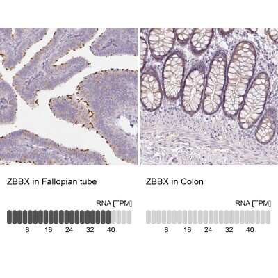 Immunohistochemistry-Paraffin: ZBBX Antibody [NBP2-38294] - Staining in human fallopian tube and colon tissues using anti-ZBBX antibody. Corresponding ZBBX RNA-seq data are presented for the same tissues.