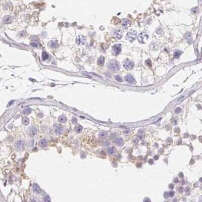 Immunohistochemistry-Paraffin: ZBBX Antibody [NBP2-38294] - Staining of human testis.