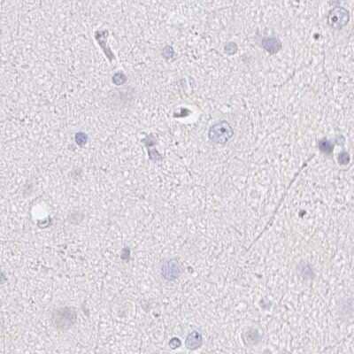 Immunohistochemistry-Paraffin: ZBBX Antibody [NBP2-38294] - Staining of human cerebral cortex.