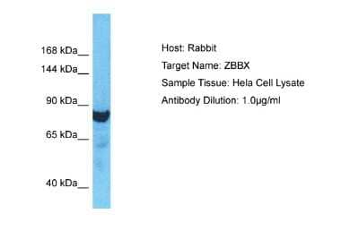 Western Blot ZBBX Antibody - BSA Free