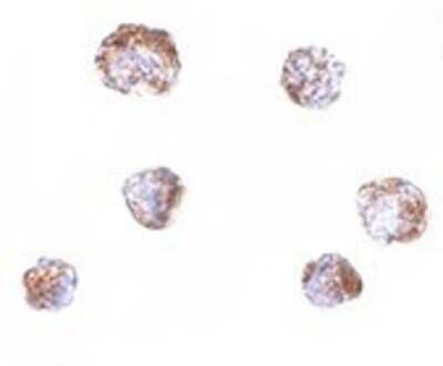 Immunocytochemistry/Immunofluorescence: ZBED3 Antibody [NBP1-77348] - A549 cells with ZBED3 antibody at 20 ug/ml.