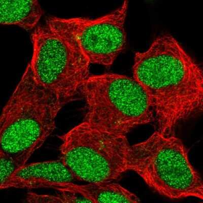Immunocytochemistry/ Immunofluorescence ZBED6 Antibody - BSA Free