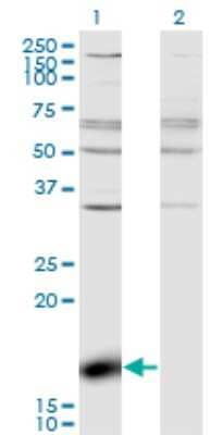 Western Blot: ZBP1/DLM-1/DAI Antibody (2C10) [H00081030-M01] - Analysis of ZBP1 expression in transfected 293T cell line by ZBP1 monoclonal antibody (M01), clone 2C10.Lane 1: ZBP1 transfected lysate (Predicted MW: 16 KDa).Lane 2: Non-transfected lysate.