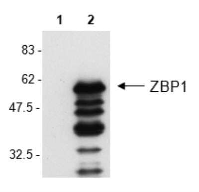 Western Blot: ZBP1/DLM-1/DAI Antibody (Zippy-1) - BSA Free [NBP2-80056] - Analysis of mouse ZBP1 in L929 cells by using ZBP1/DLM-1/DAI, mAb (Zippy-1) (Prod. No. NBP2-80056).