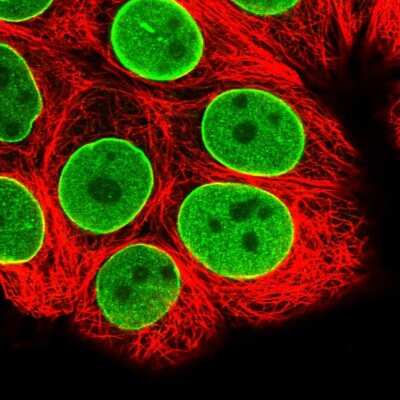 Immunocytochemistry/ Immunofluorescence ZBTB1 Antibody - BSA Free