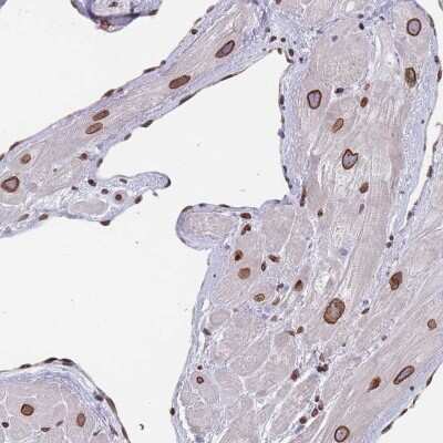 Immunohistochemistry-Paraffin ZBTB1 Antibody - BSA Free