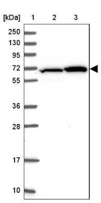 Western Blot ZBTB1 Antibody - BSA Free