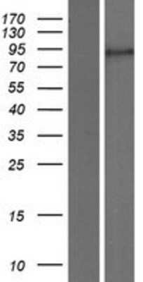 Western Blot ZBTB10 Overexpression Lysate