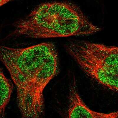 Immunocytochemistry/Immunofluorescence: ZBTB2 Antibody [NBP1-88787] - Staining of human cell line U-2 OS shows localization to nucleoplasm. Antibody staining is shown in green.
