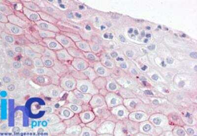 Immunohistochemistry-Paraffin ZBTB2 Antibody