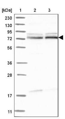 Western Blot: ZBTB2 Antibody [NBP1-88787] - Lane 1: Marker  [kDa] 230, 130, 95, 72, 56, 36, 28, 17, 11.  Lane 2: Human cell line RT-4.  Lane 3: Human cell line U-251MG sp