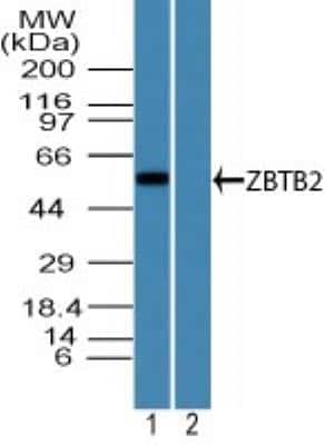 Western Blot ZBTB2 Antibody