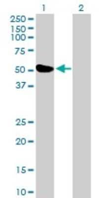 Western Blot: ZBTB26 Antibody [H00057684-B01P] - Analysis of ZBTB26 expression in transfected 293T cell line by ZBTB26 polyclonal antibody.  Lane 1: ZBTB26 transfected lysate(48.51 KDa). Lane 2: Non-transfected lysate.