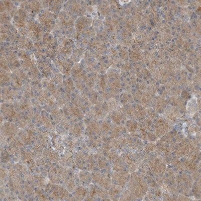 Immunohistochemistry-Paraffin ZBTB3 Antibody - BSA Free