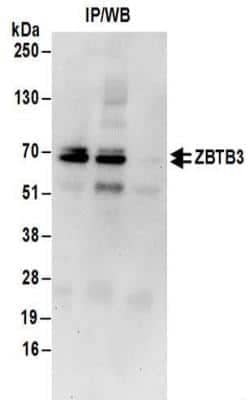 <b>Biological Strategies Validation. </b>Immunoprecipitation: ZBTB3 Antibody [NBP2-32140] - Samples:  Whole cell lysate (1 mg for IP; 20% of IP loaded) from HeLa cells.  Antibodies:  Affinity purified rabbit anti-ZBTB3 antibody NBP2-32140 used for IP at 6 ug/mg lysate.  ZBTB3 was also immunoprecipitated by rabbit anti-ZBTB3 antibody BL14712.  For blotting immunoprecipitated ZBTB3, NBP2-32140 was used at 1 ug/ml.  Detection: Chemiluminescence with an exposure time of 30 seconds.