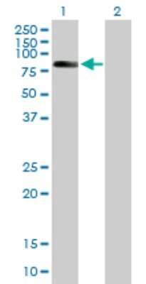 Western Blot: ZBTB3 Antibody [H00079842-B01P] - Analysis of ZBTB3 expression in transfected 293T cell line by ZBTB3 polyclonal antibody.  Lane 1: ZBTB3 transfected lysate(63.14 KDa). Lane 2: Non-transfected lysate.