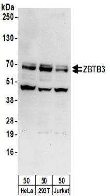 Western Blot: ZBTB3 Antibody [NBP2-32140] - Samples:  Whole cell lysate (50 ug) from HeLa, 293T, and Jurkat cells. Antibodies:  Affinity purified rabbit anti-ZBTB3 antibody NBP2-32140 used for WB at 0.1 ug/ml.  Detection: Chemiluminescence with an exposure time of 30 seconds.