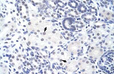 Immunohistochemistry: ZBTB38 Antibody [NBP2-88606] - Human kidney