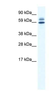 Western Blot: ZBTB38 Antibody [NBP1-80263] - SP2/0 cell lysate, concentration 0.2-1 ug/ml.