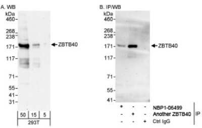 Western Blot ZBTB40 Antibody - BSA Free