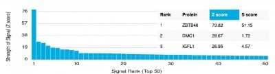 Protein Array: ZBTB46 Antibody (PCRP-ZBTB46-2B8) [NBP3-07755] - Analysis of Protein Array containing more than 19,000 full-length human proteins using ZBTB46 Mouse Monoclonal Antibody (PCRP-ZBTB46-2B8).