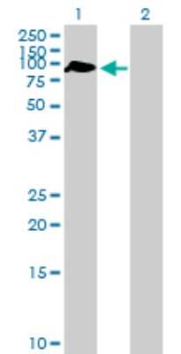 Western Blot: ZBTB46 Antibody [H00140685-B01P] - Analysis of ZBTB46 expression in transfected 293T cell line by ZBTB46 polyclonal antibody.  Lane 1: BTBD4 transfected lysate(64.79 KDa). Lane 2: Non-transfected lysate.
