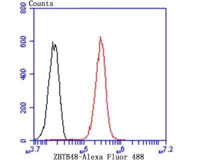 Flow Cytometry: ZBTB48 Antibody [NBP2-75720] - Analysis of Hela cells with ZBTB48 antibody at 1/50 dilution (red) compared with an unlabelled control (cells without incubation with primary antibody; black). Alexa Fluor 488-conjugated Goat anti rabbit IgG was used as the secondary antibody.