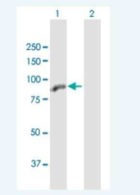 Western Blot: ZBTB48 Antibody [H00003104-B01P-50ug] -  Analysis of ZBTB48 expression in transfected 293T cell line (H00003104-T01) by ZBTB48 MaxPab polyclonal antibody.  Lane 1: HKR3 transfected lysate(75.68 KDa). Lane 2: Non-transfected lysate.
