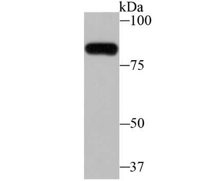 Western Blot: ZBTB48 Antibody [NBP2-75720] - Analysis of ZBTB48 on mouse spleen tissue lysate using anti-ZBTB48 antibody at 1/1,000 dilution.
