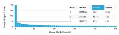 Protein Array: ZBTB7C Antibody (PCRP-ZBTB7C-4E12) - Azide and BSA Free [NBP3-08894] - Analysis of Protein Array containing more than 19,000 full-length human proteins using ZBTB7C Mouse Monoclonal Antibody (PCRP-ZBTB7C-4E12).