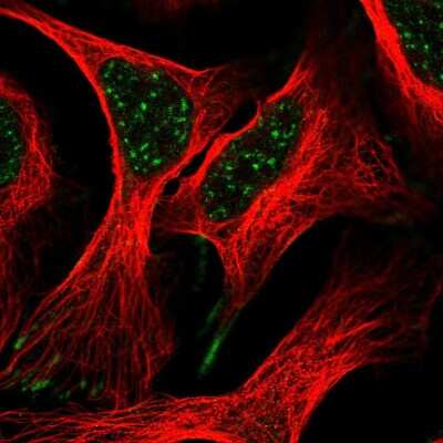 Immunocytochemistry/ Immunofluorescence ZBTB8A Antibody - BSA Free