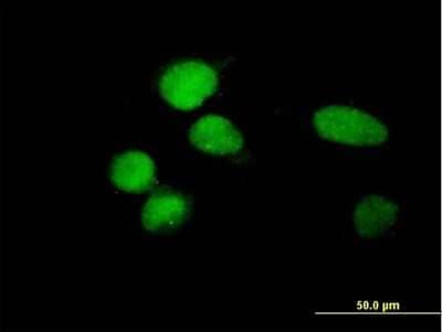 Immunocytochemistry/Immunofluorescence: ZBTB8A Antibody [H00653121-B01P] - Analysis of purified antibody to ZBTB8 on HeLa cell. (antibody concentration 10 ug/ml)